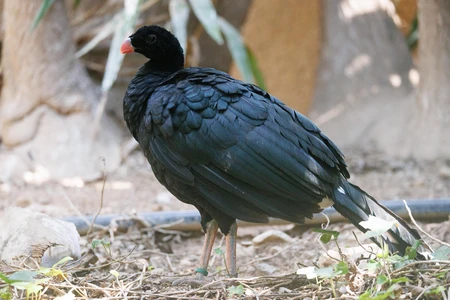 Black Bird in Natural Habitat