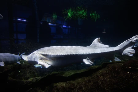 Underwater Sturgeon in Aquarium