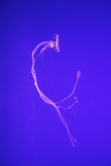 Graceful Jellyfish