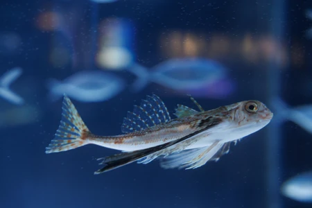 Underwater Fish in Aquarium