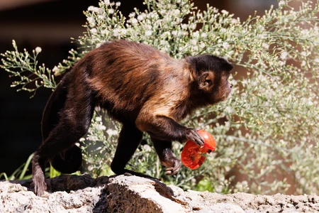 Monkey Eating a Fruit