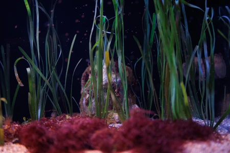 Underwater Vegetation