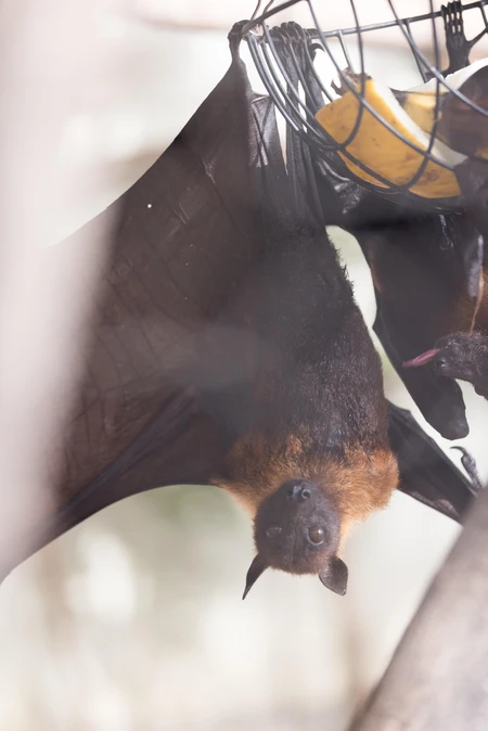 Hanging Bat Close-up