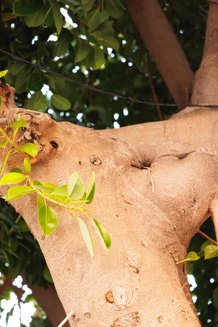 Close-up Texture of a Tree Trunk