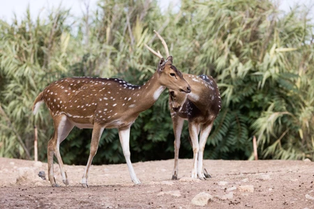 Spotted Deer in Natural Habitat