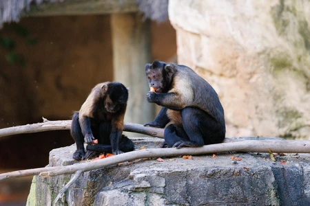 Monkeys Resting on Rocks