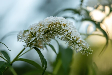 Delicate White Flower Close-Up