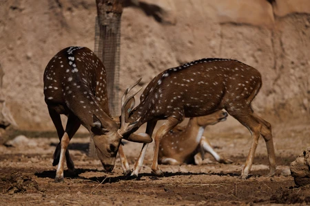 Sparring Deer in Natural Habitat