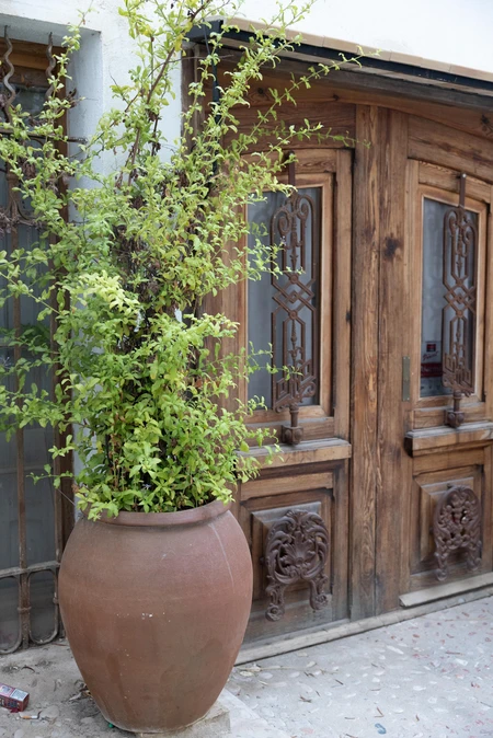 Potted Plant by Rustic Door