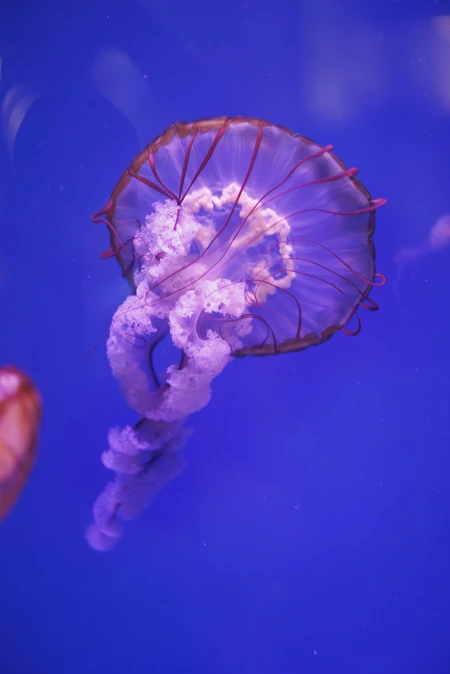 Graceful Jellyfish