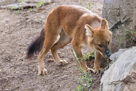 Wild Dhole in Natural Habitat
