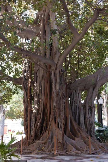 Majestic Banyan Tree