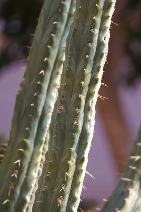 Close-up of Cactus Spines