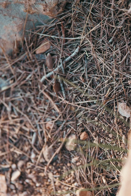 Earthy Terrain Texture