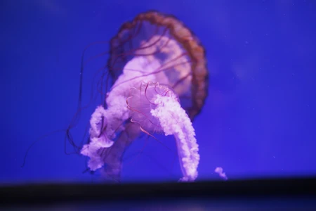 Graceful Jellyfish in Blue Waters