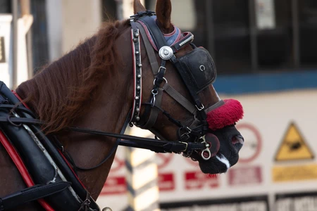 Horse with Harness