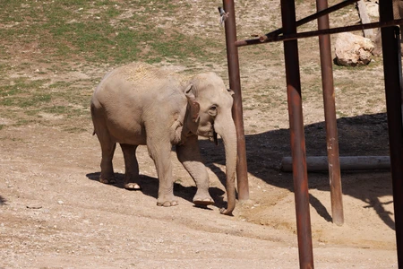 Elephant in an Enclosure