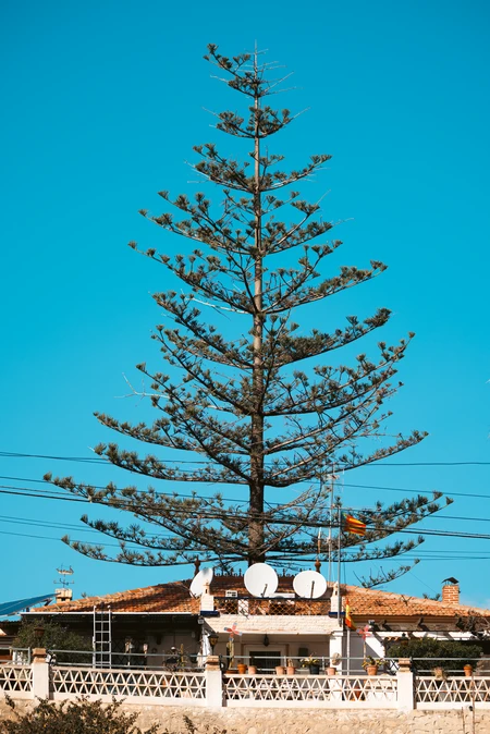 Tall Tree Over House