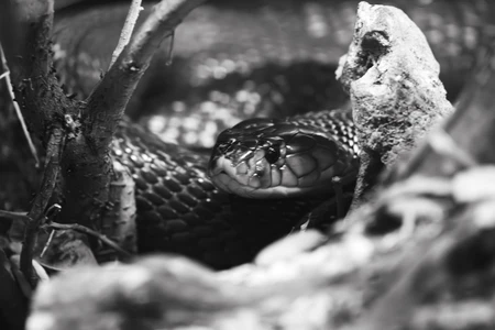 Serpentine Gaze