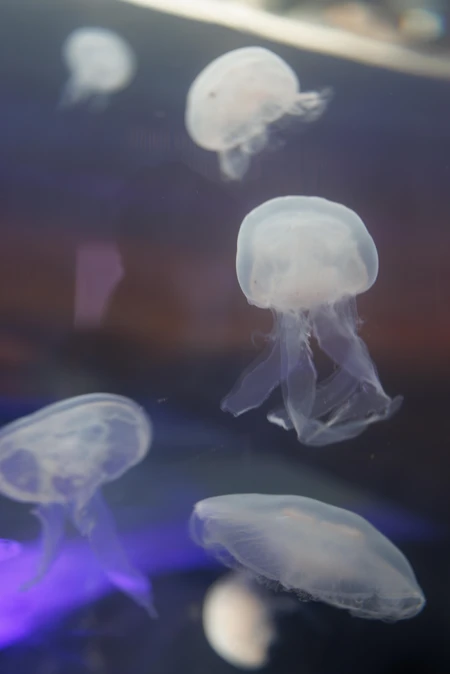 Ethereal Jellyfish