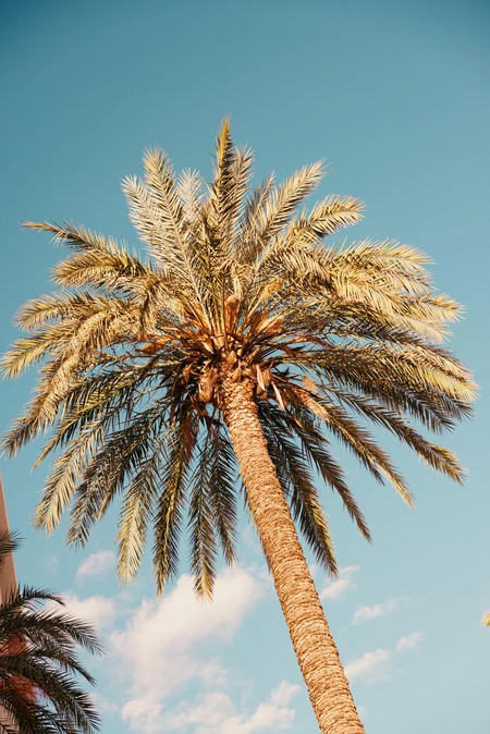 Serene Palm Tree Under Blue Sky