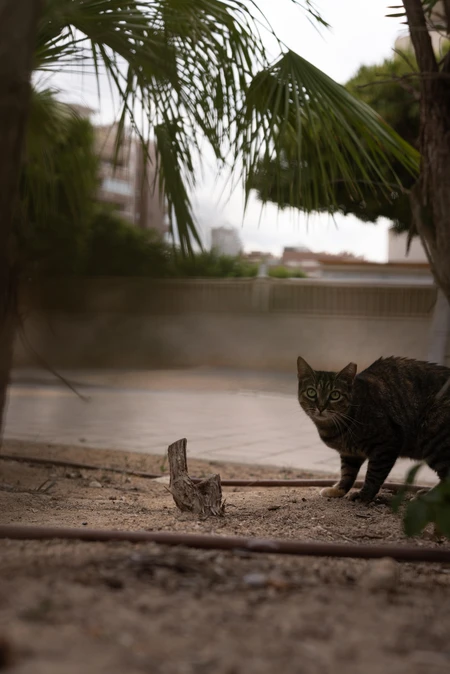 Cat in a Garden