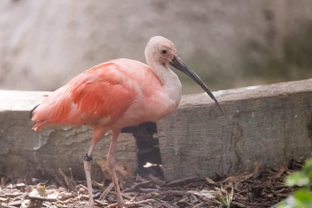 Pink Bird in Natural Habitat