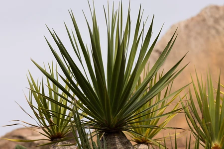 Desert Plant with Sharp Leaves