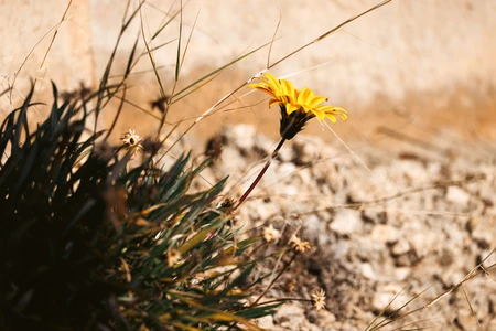 Solitary Yellow Flower