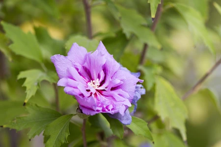 Purple Hibiscus Blossom