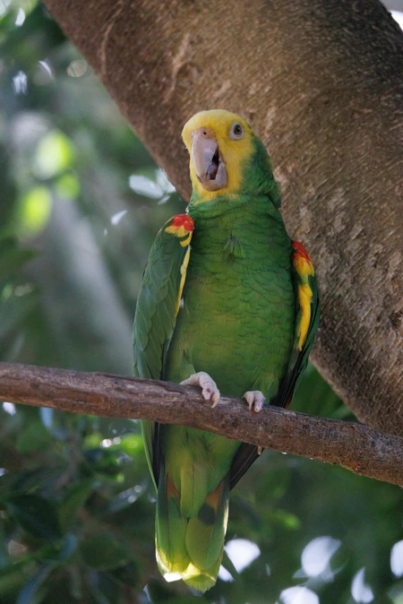 Vibrant Parrot in Nature