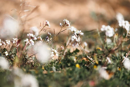 Wildflowers in Bloom