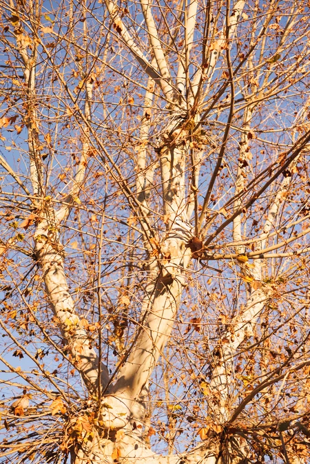 Autumn Tree