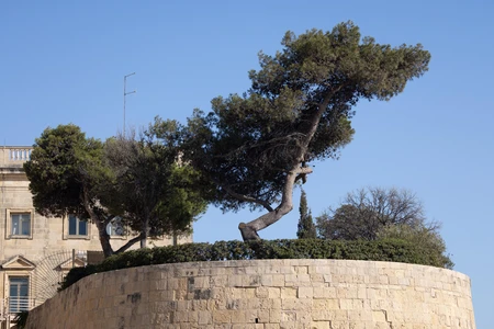 Architectural Tree Scene