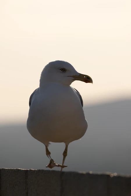 Seagull Silhouette
