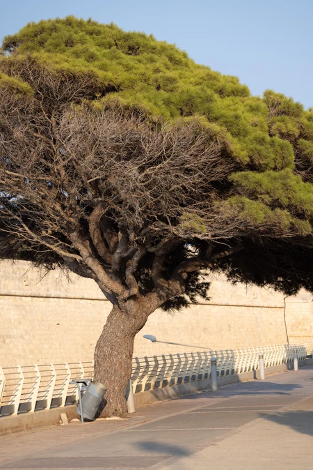 Solitary Tree by the Path