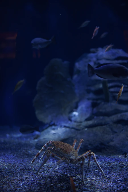Aquatic Life in the Deep