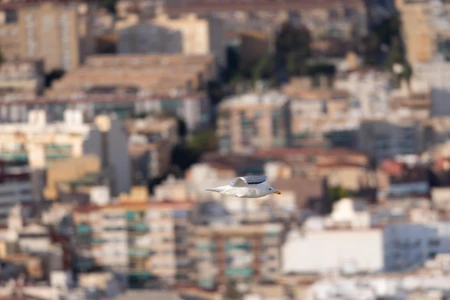 Seagull Flying Over City