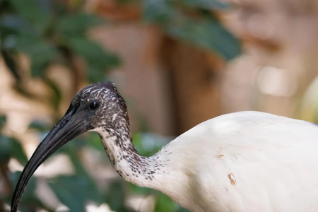 Ibis in Natural Habitat
