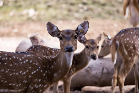 Group of Spotted Deer in Natural Habitat