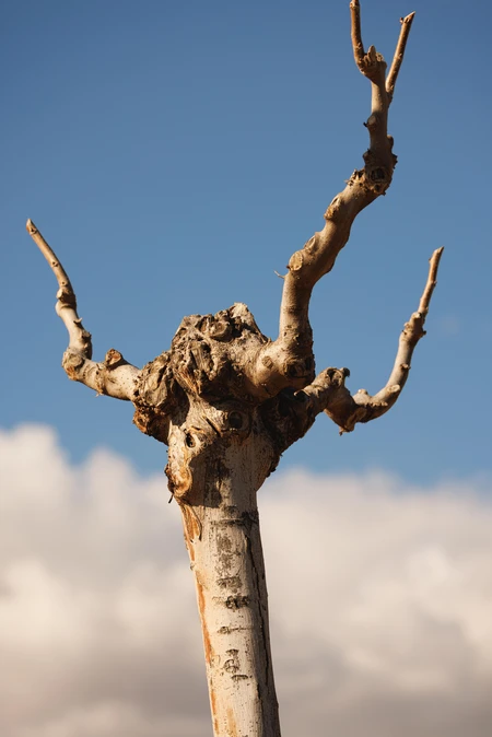 Bare Tree Against Blue Sky