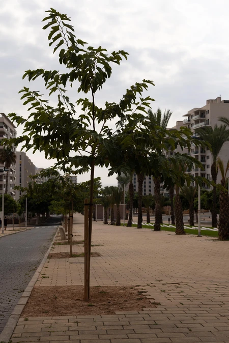 Urban Tree Lined Pathway
