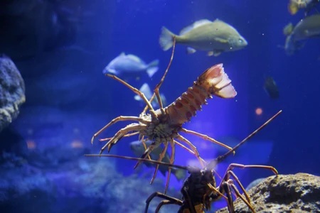 Underwater Aquarium Scene