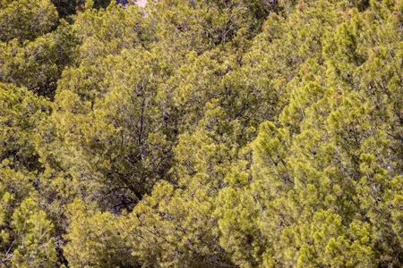 Dense Forest Canopy