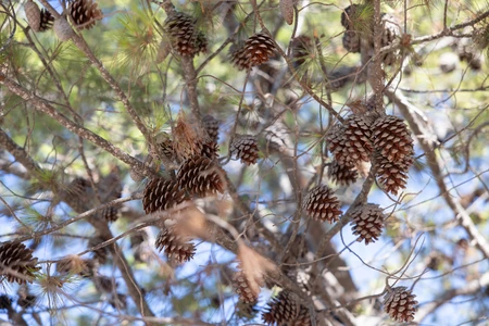 Pine Cones on a Tree