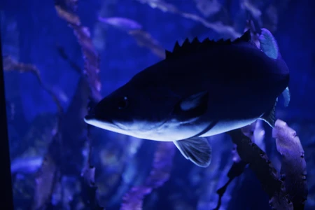 Underwater Fish Silhouette