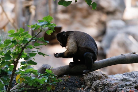 Monkey in Natural Habitat