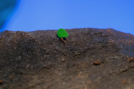 Leaf Cutter Ant on Soil