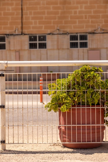 Urban Potted Plant by Fence