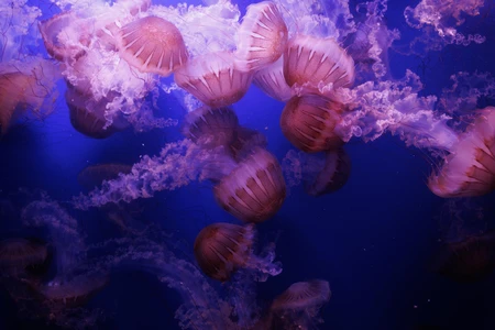 Mesmerizing Jellyfish Display